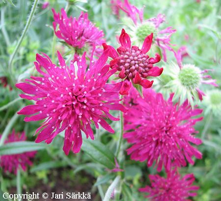 Knautia macedonica, etelänruusuruoho